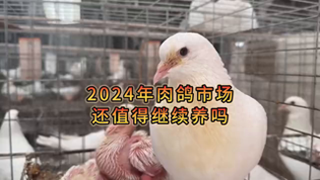 2024年鸽子养殖前景如何？