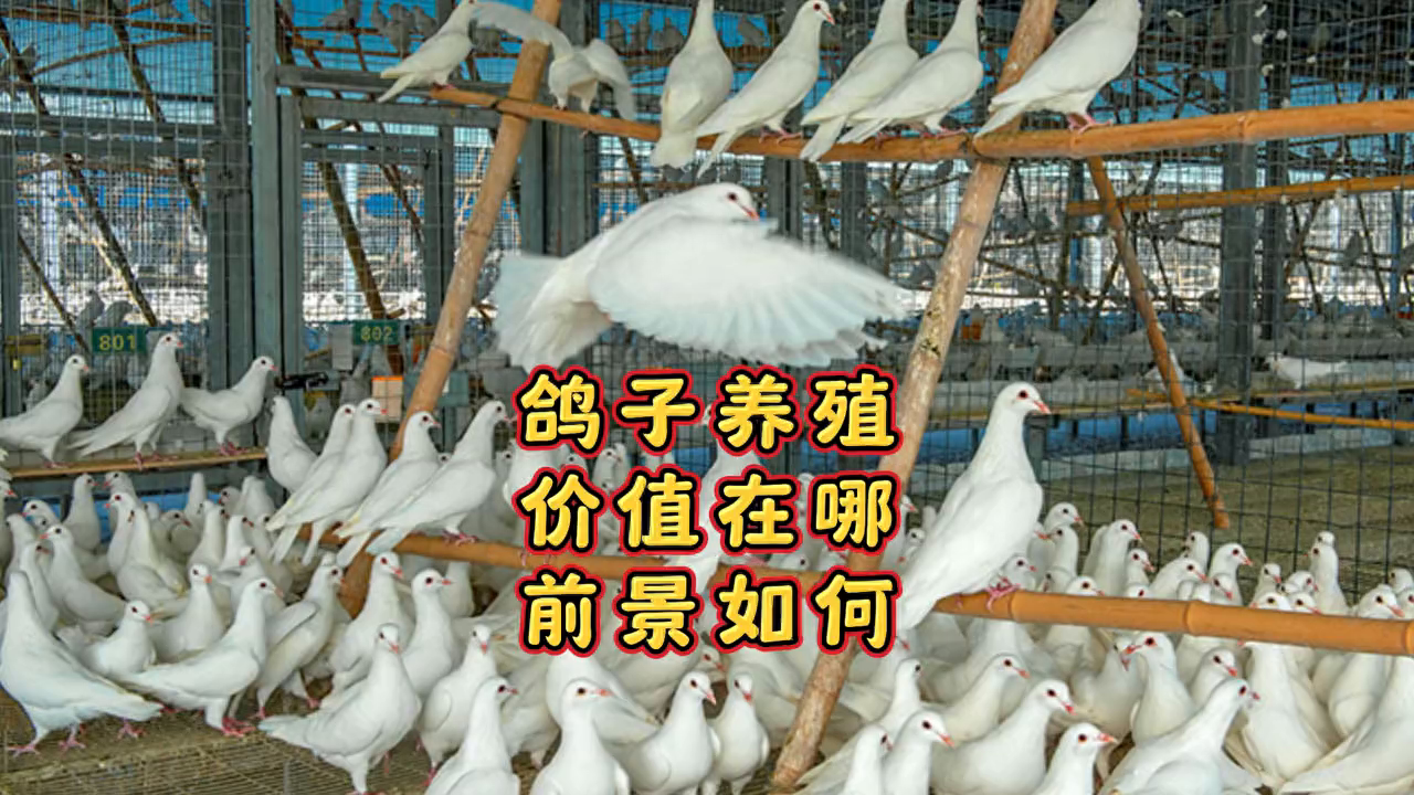 鸽子养殖的价值所在 #鸽子养殖技术